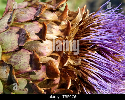 Artichaut violet sur un arbre en fleurs Banque D'Images