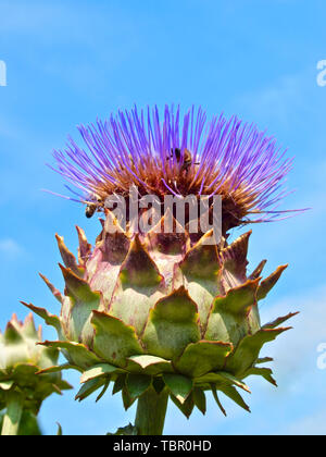 Artichaut violet sur un arbre en fleurs Banque D'Images