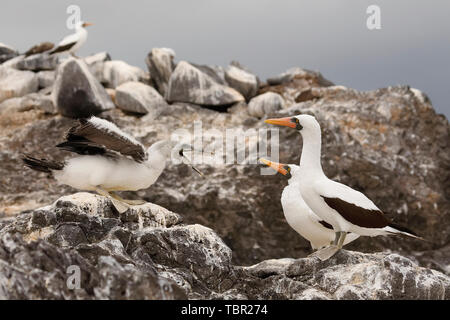 Un fou de Nazca chick (Sula granti) implore pour avoir de la nourriture de ses parents - l'île d'Espanola, Galapagos Banque D'Images