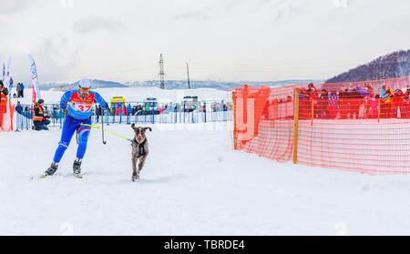 PETROPAVLOVSK, péninsule du Kamchatka, RUSSIE - Mart 10, 2018 : festival de sports d'hiver. Le Skijoring - concurrence sur le Kamchatka en vacances 'Snowy chemin' Banque D'Images