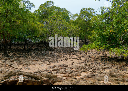 Les racines des arbres dans les mangroves sont des zones de bord de mer s'emmêlent. Banque D'Images