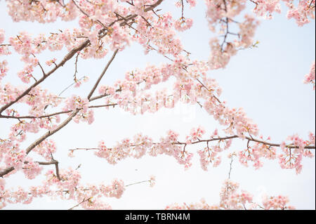 Cherry Blossom - Hejin Sakura Banque D'Images