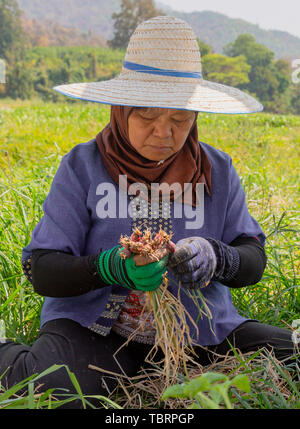 Phayao, Tahiland - 2019-03-09 - Femme récoltes radis. Banque D'Images