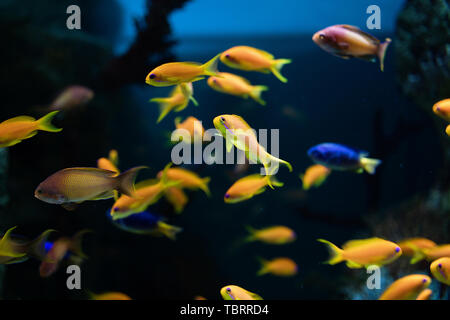 Anémone de mer et poisson clown en aquarium marin. Sur fond noir Banque D'Images