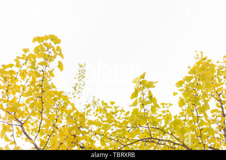 Le Ginkgo biloba feuilles en automne Banque D'Images