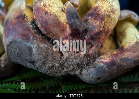 Fresh, terreux, champignons sauvages comestibles Banque D'Images