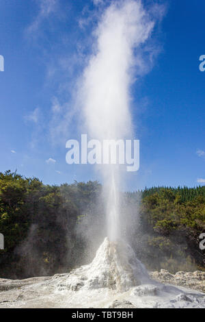 Lady Knox Geyser, Wai-O-Tapu Thermal Wonderland, Rotorua, Nouvelle-Zélande Banque D'Images