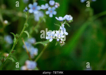 Forget-me-not. Belle Glade en fleurs de fleurs bleues. Blooming fleurs bleues dans l'herbe verte. Banque D'Images