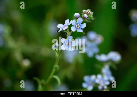 Forget-me-not. Belle Glade en fleurs de fleurs bleues. Blooming fleurs bleues dans l'herbe verte. Banque D'Images