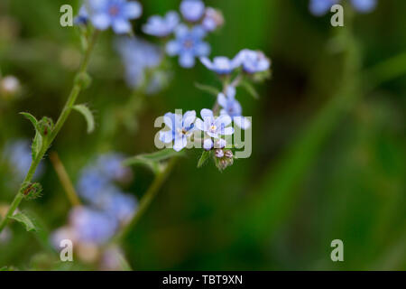 Forget-me-not. Belle Glade en fleurs de fleurs bleues. Blooming fleurs bleues dans l'herbe verte. Banque D'Images