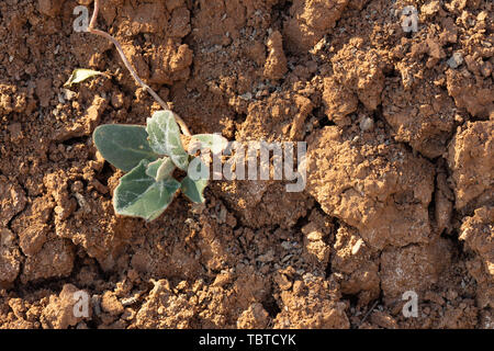 Sol argileux rouge fissuré dans la sécheresse. Une feuille verte d'herbe fait son chemin à travers le sol sans vie Banque D'Images