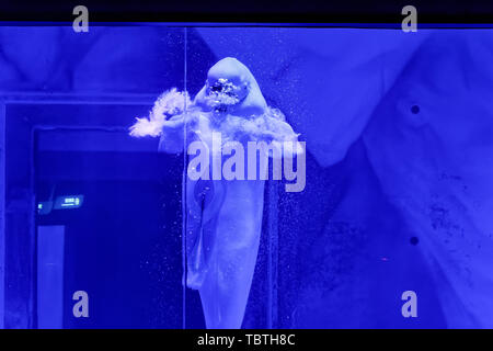 Béluga en performance Haichang Ocean Park, Shanghai Banque D'Images