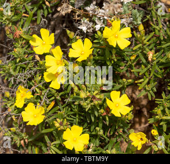 L'autre usine de ciste, Halimium calycinum, fleurs jaunes Rota Vicentina, sentier de pêcheurs, Rogil Algarve, Portugal Banque D'Images