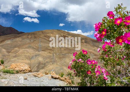 Poteaux haute tension dans les zones arides paysages de montagne au Ladakh, Inde Banque D'Images