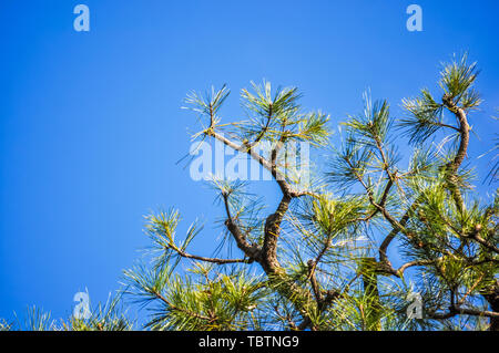 Close-up de la cime des arbres de pin under blue sky Banque D'Images