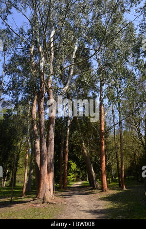Eucalyptus à Wakehurst Gardens, East Sussex, UK Banque D'Images
