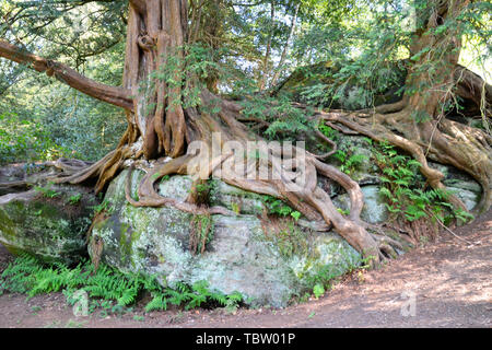 Dans les racines Gnarly rocks sur le rocher à pied à Wakehurst Gardens, East Sussex, UK Banque D'Images