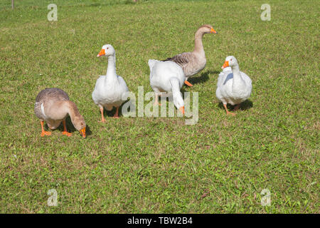 Certains canards dans un vert pâturage dans la région des Dolomites Banque D'Images