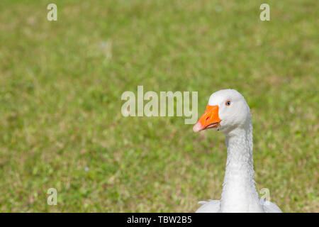 Certains canards dans un vert pâturage dans la région des Dolomites Banque D'Images