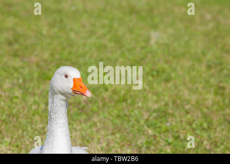 Certains canards dans un vert pâturage dans la région des Dolomites Banque D'Images