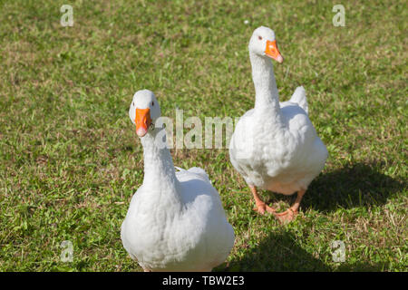 Certains canards dans un vert pâturage dans la région des Dolomites Banque D'Images