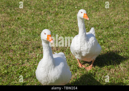 Certains canards dans un vert pâturage dans la région des Dolomites Banque D'Images