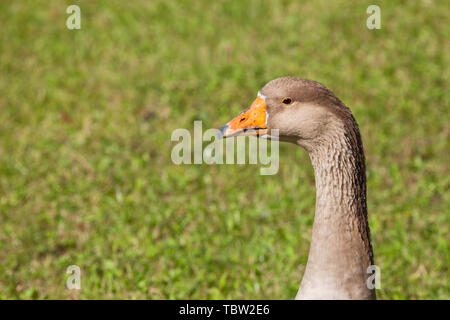 Certains canards dans un vert pâturage dans la région des Dolomites Banque D'Images