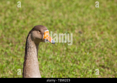 Certains canards dans un vert pâturage dans la région des Dolomites Banque D'Images