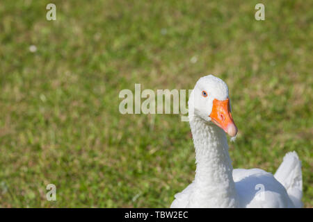 Certains canards dans un vert pâturage dans la région des Dolomites Banque D'Images