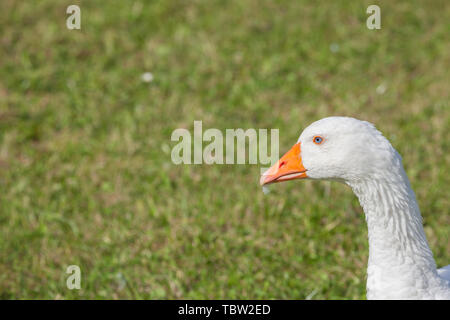 Certains canards dans un vert pâturage dans la région des Dolomites Banque D'Images
