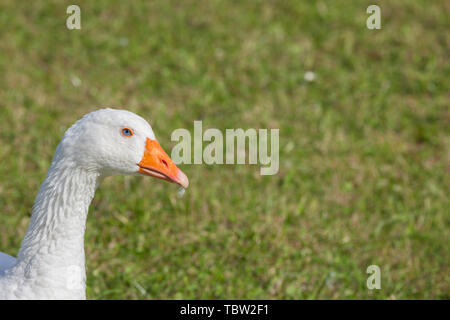 Certains canards dans un vert pâturage dans la région des Dolomites Banque D'Images
