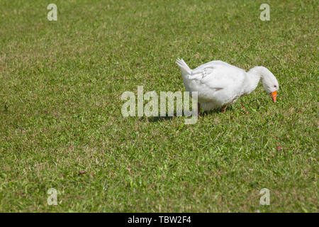 Certains canards dans un vert pâturage dans la région des Dolomites Banque D'Images