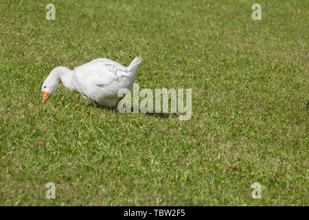 Certains canards dans un vert pâturage dans la région des Dolomites Banque D'Images