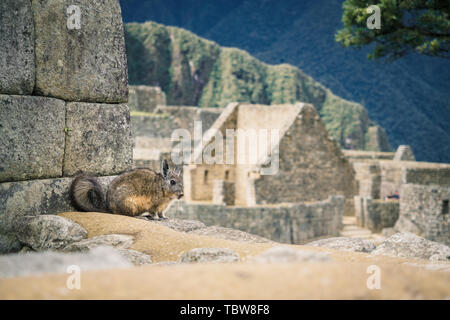 Un vizcacha dans les ruines Incas de Machu Picchu au Pérou, près de Cuzco Banque D'Images