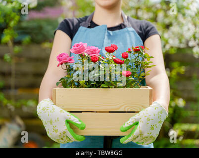 La photo d'une femme dans les gants avec fort avec des roses debout dans un jardin en après-midi Banque D'Images