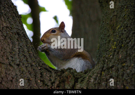 Squirrel assis sur un arbre. Hyde Park, Londres. Banque D'Images