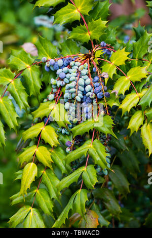 Orégon Grape, Mahonia aquafolium,, baies bleues et feuilles pinnées. Banque D'Images