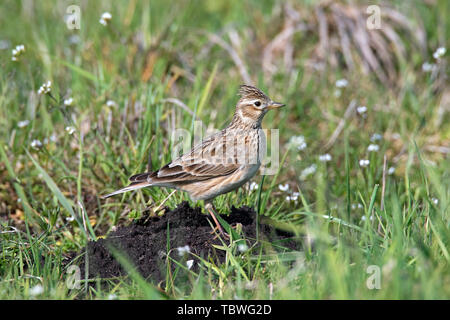 Alouette des champs (Alauda arvensis) debout sur taupinière en champ / prairie avec soulevées crest sur la tête au printemps Banque D'Images