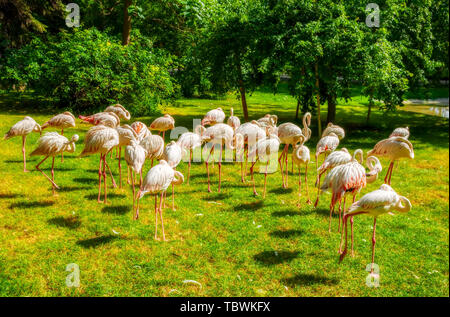 Volée de flamants roses l'article sur le livre vert de l'herbe d'une prairie champ sur une journée ensoleillée. Banque D'Images