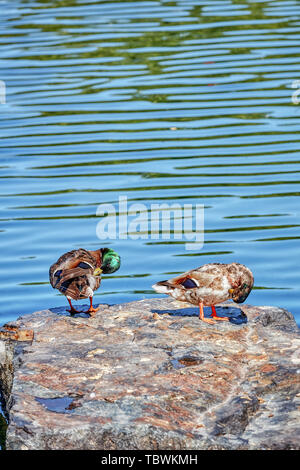 Deux canards barboteurs mallard eux-mêmes le nettoyage sur un rocher près de la rivière Banque D'Images