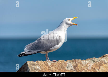 Le Seagull est assis sur une pierre et cris Banque D'Images