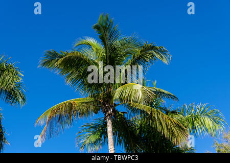 L'intérieur de l'arbre de noix de coco South Seas Island Resort. Captiva Island, Floride Banque D'Images