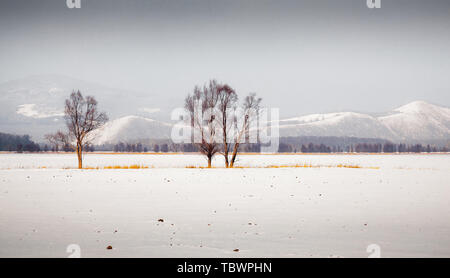 La ville de Hulunbuir, la Mongolie intérieure, la rivière root paysages de neige. Banque D'Images