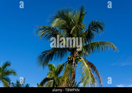 L'intérieur de l'arbre de noix de coco South Seas Island Resort. Captiva Island, Floride Banque D'Images
