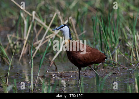 Jacana africain dans son habitat naturel en Gambie Banque D'Images