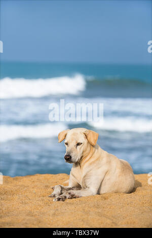 Les chiens errants s'est réuni par la mer à Colombo, Sri Lanka, bien que les sans-abri mais docile, ne pas crier et ne pas mordre les gens. Banque D'Images