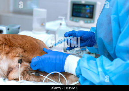 Le docteur fait une injection pour le chien pendant le fonctionnement. Banque D'Images