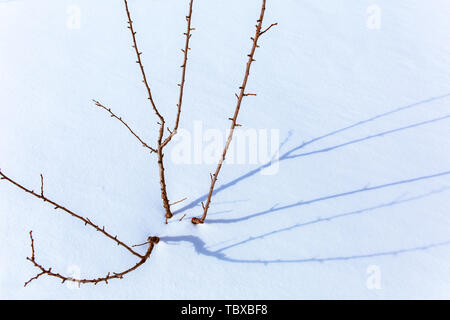 Belle ombre portée par de petits arbres dans la neige Banque D'Images