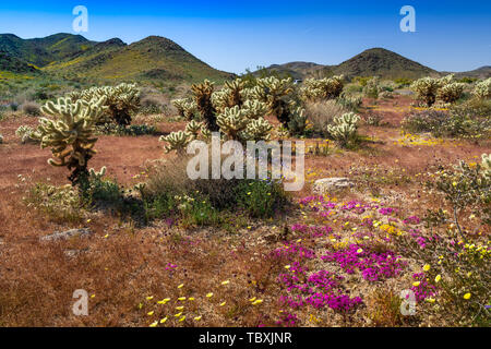 Cholla cactus garden à Joshua Tree National Park, Californie, USA. Banque D'Images
