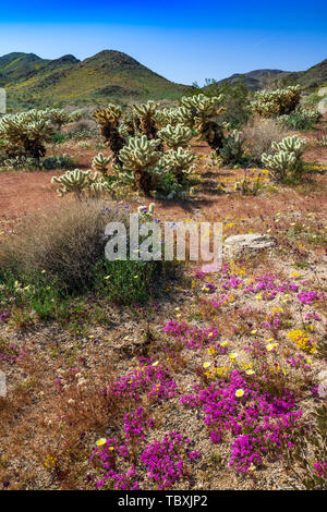 Cholla cactus garden à Joshua Tree National Park, Californie, USA. Banque D'Images